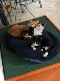Katzenkinder (Mimi, kleiner Chef, Carlo)